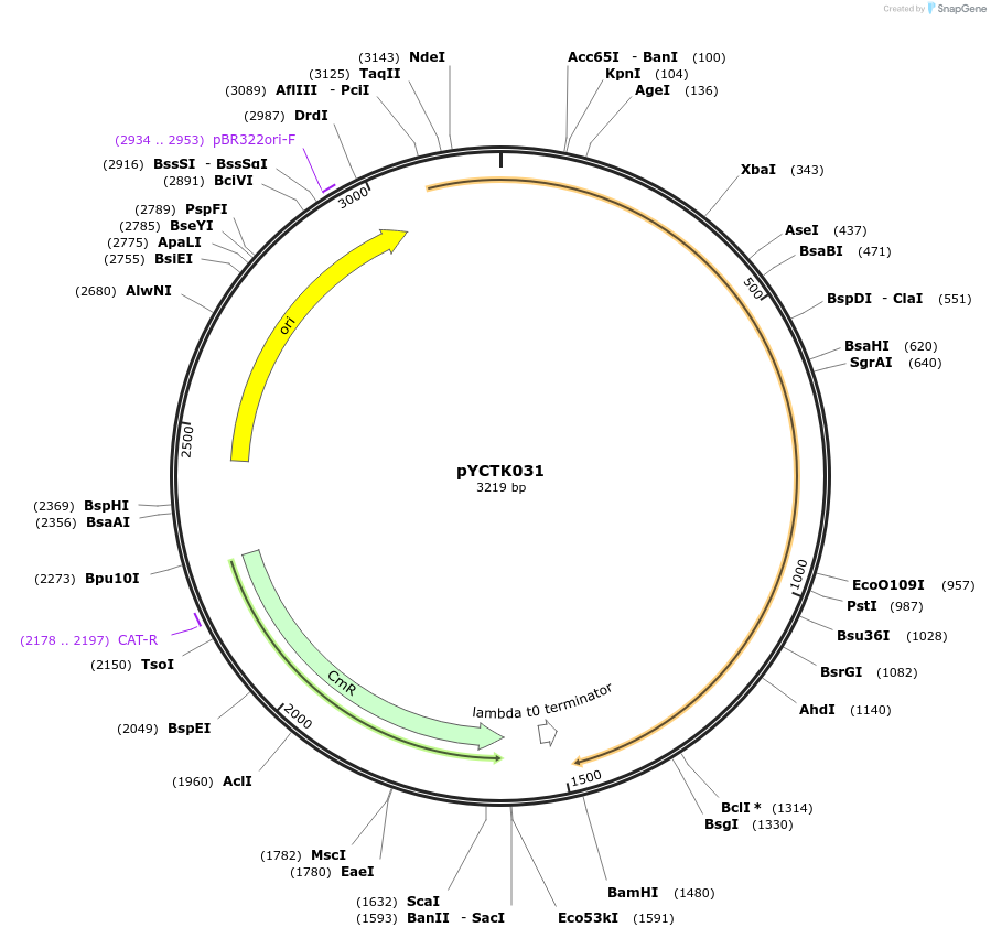 176735-plasmid-map-sequence-id-351578