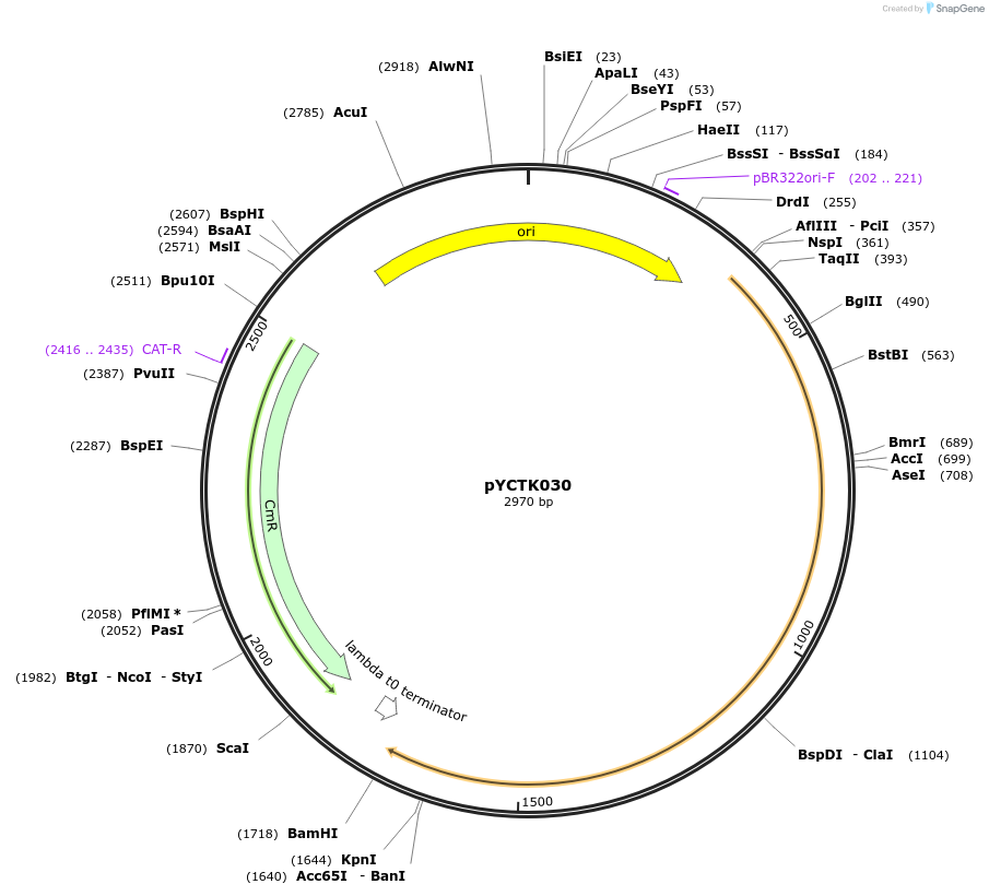 176734-plasmid-map-sequence-id-351580