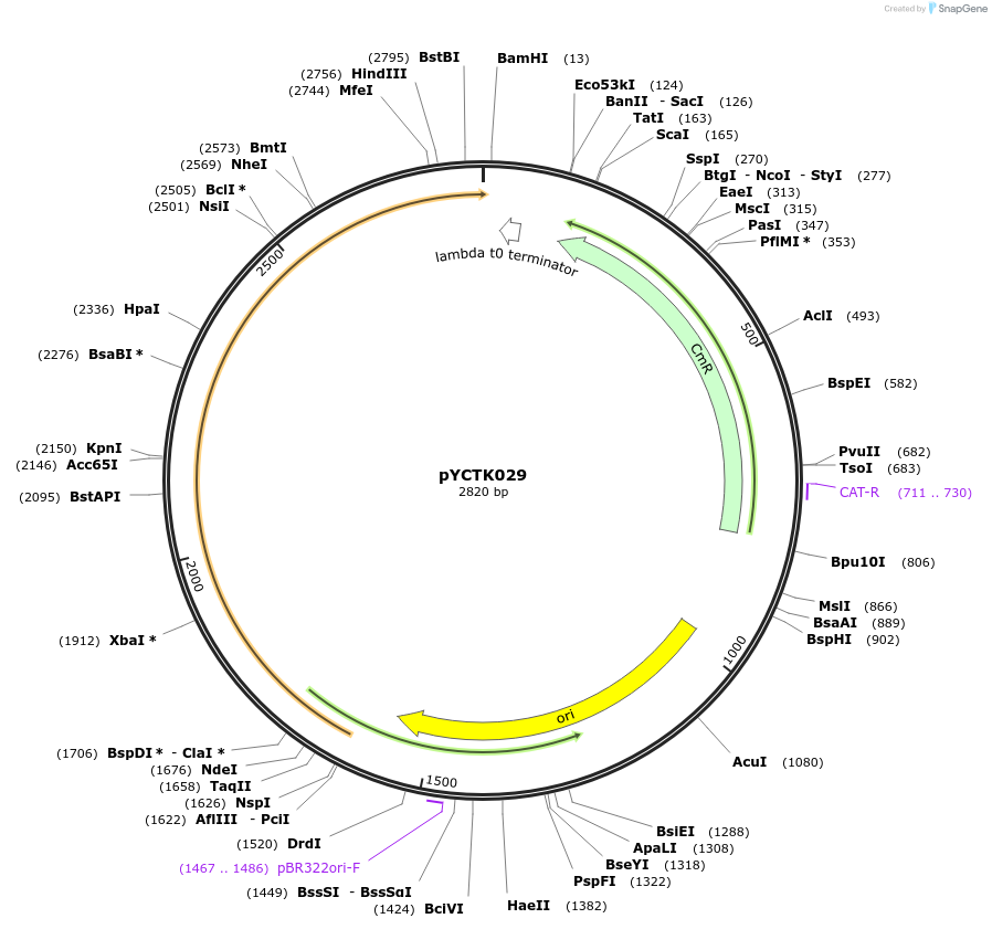 176733-plasmid-map-sequence-id-351581