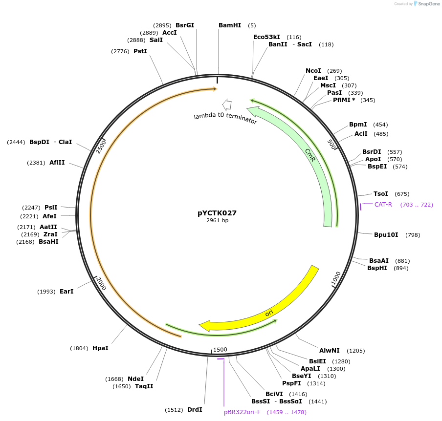 176731-plasmid-map-sequence-id-351583