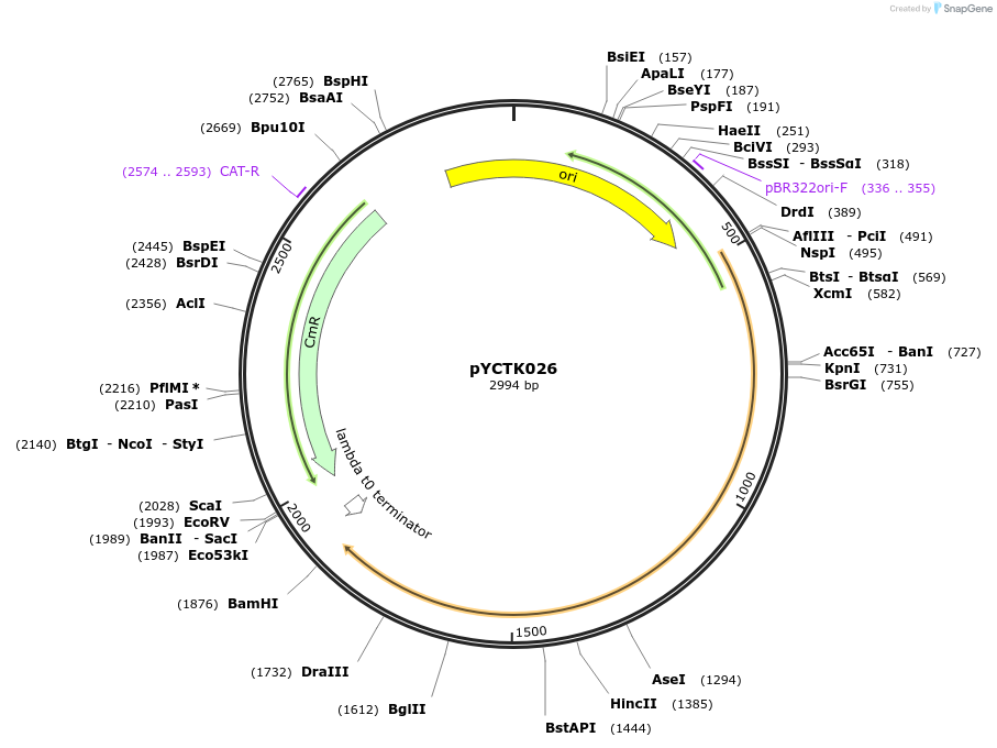 176730-plasmid-map-sequence-id-351584