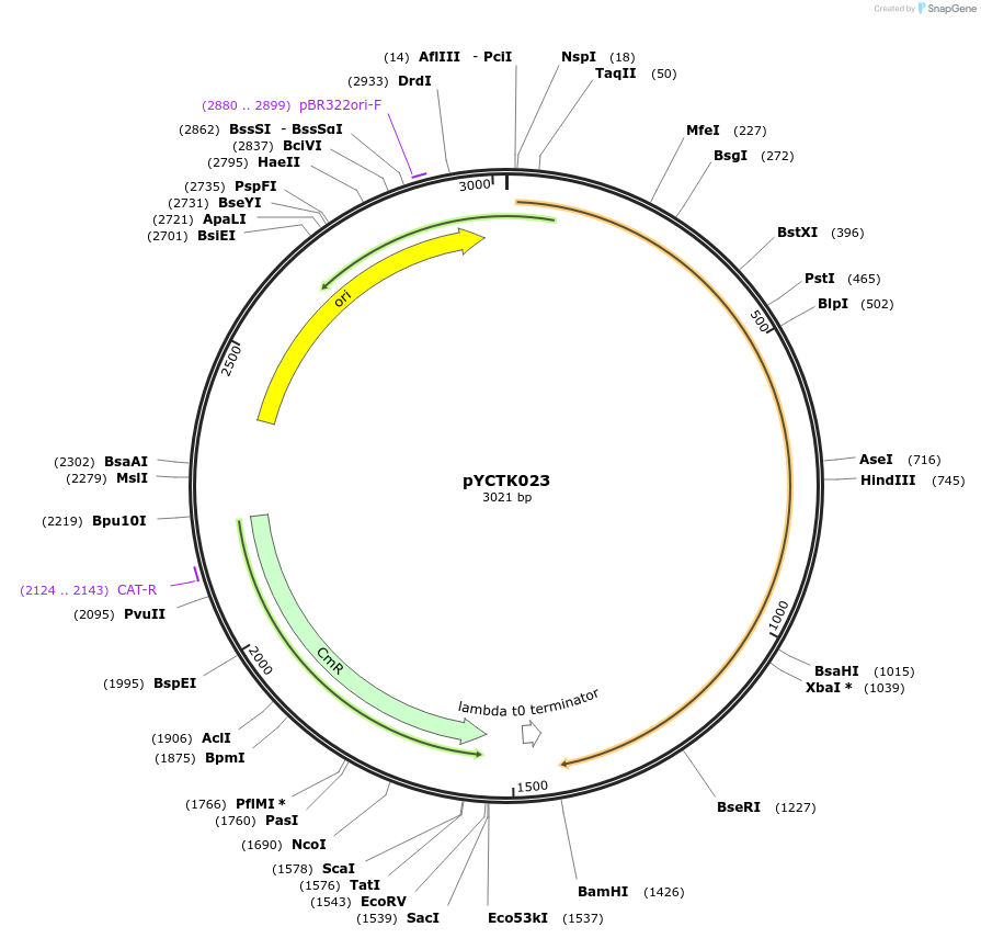176727-plasmid-map-sequence-id-351587