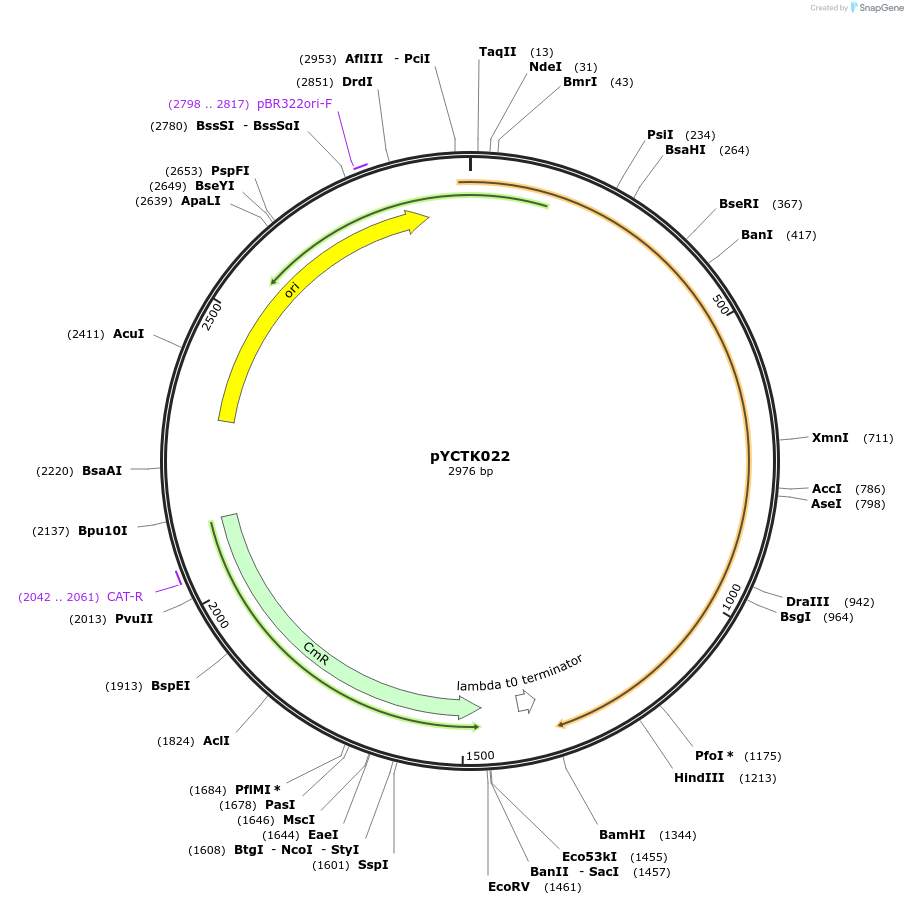 176726-plasmid-map-sequence-id-351589