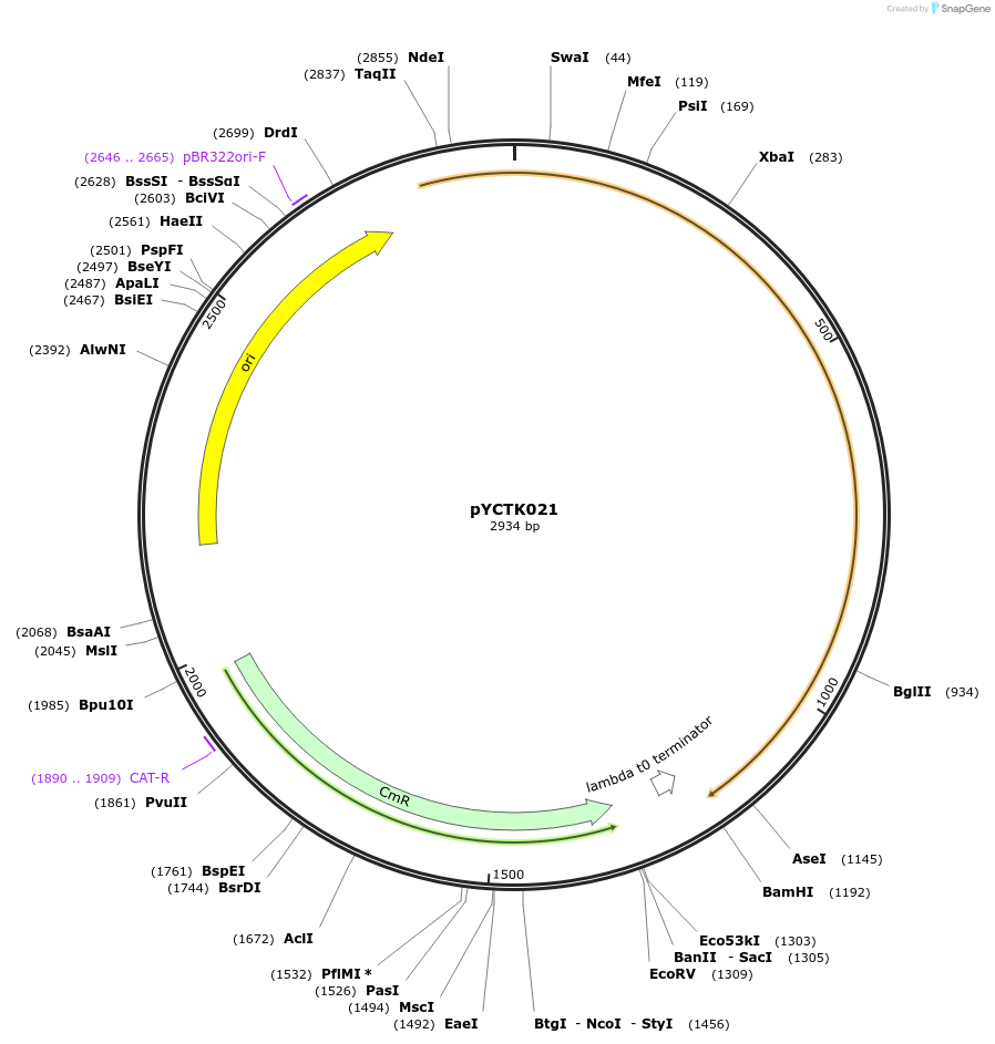 176725-plasmid-map-sequence-id-351590