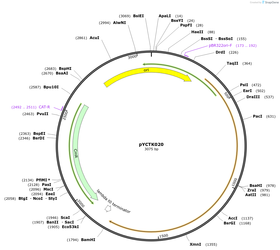 176724-plasmid-map-sequence-id-351591
