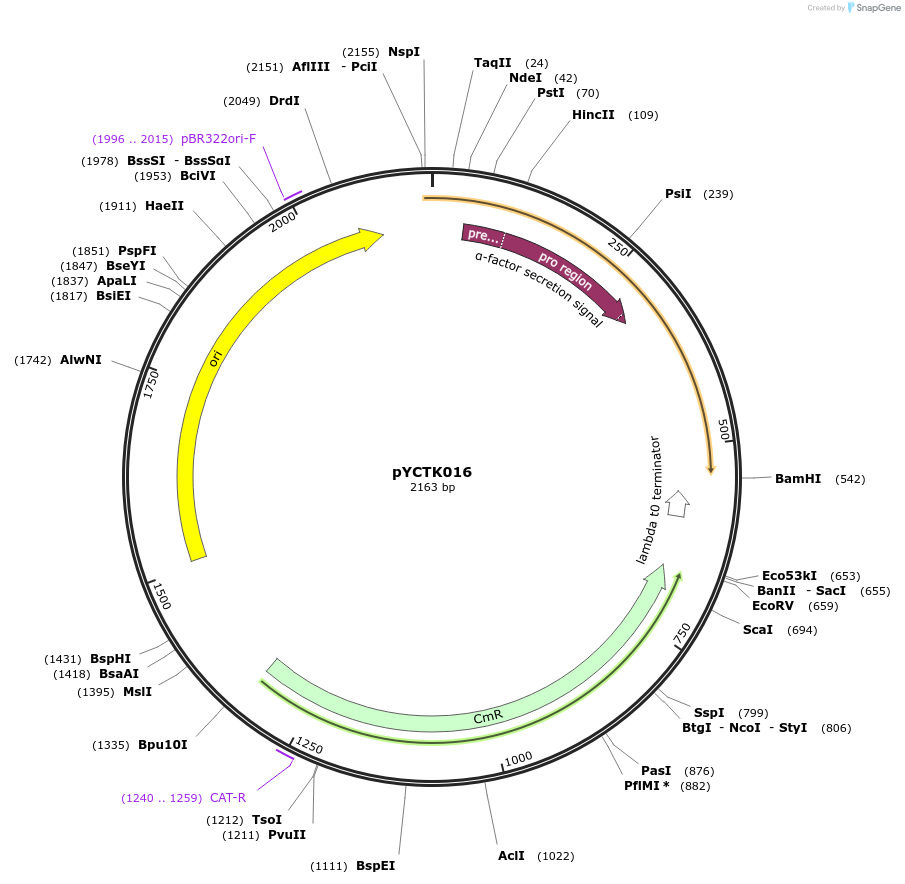 176720-plasmid-map-sequence-id-351593