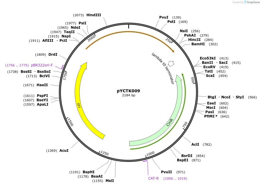 176713-plasmid-map-sequence-id-351598