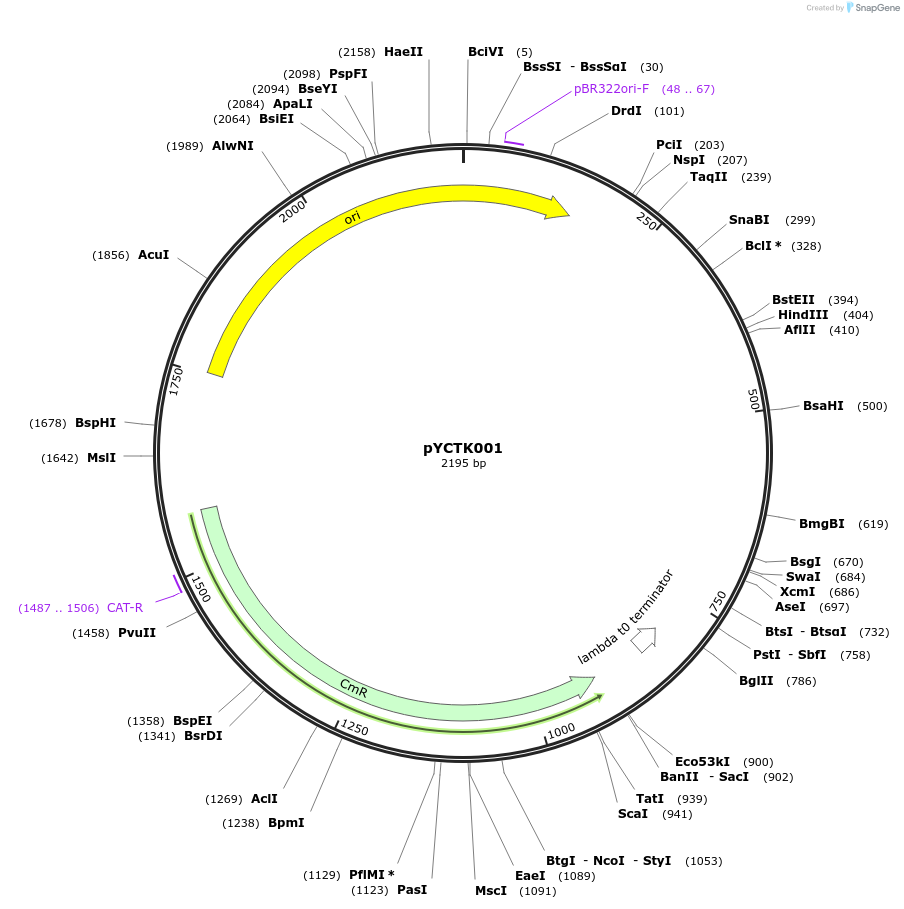176705-plasmid-map-sequence-id-351600