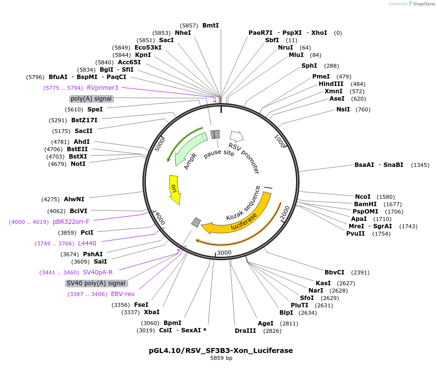 174659-plasmid-map-sequence-id-351621