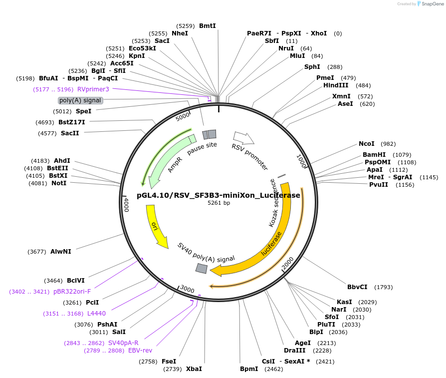 174660-plasmid-map-sequence-id-351622