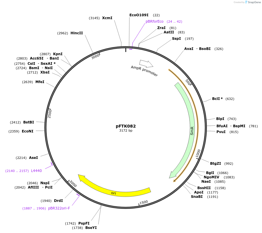 171354-plasmid-map-sequence-id-351666
