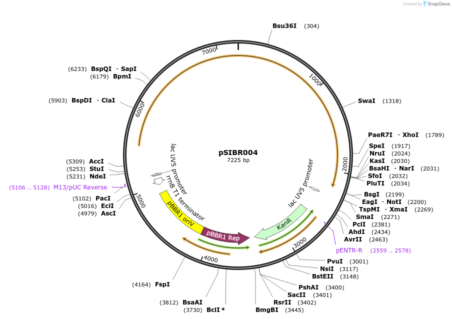 177667-plasmid-map-sequence-id-351669