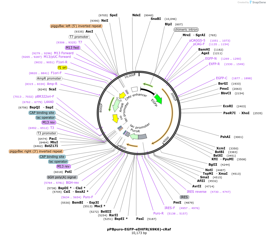 178849-plasmid-map-sequence-id-351670