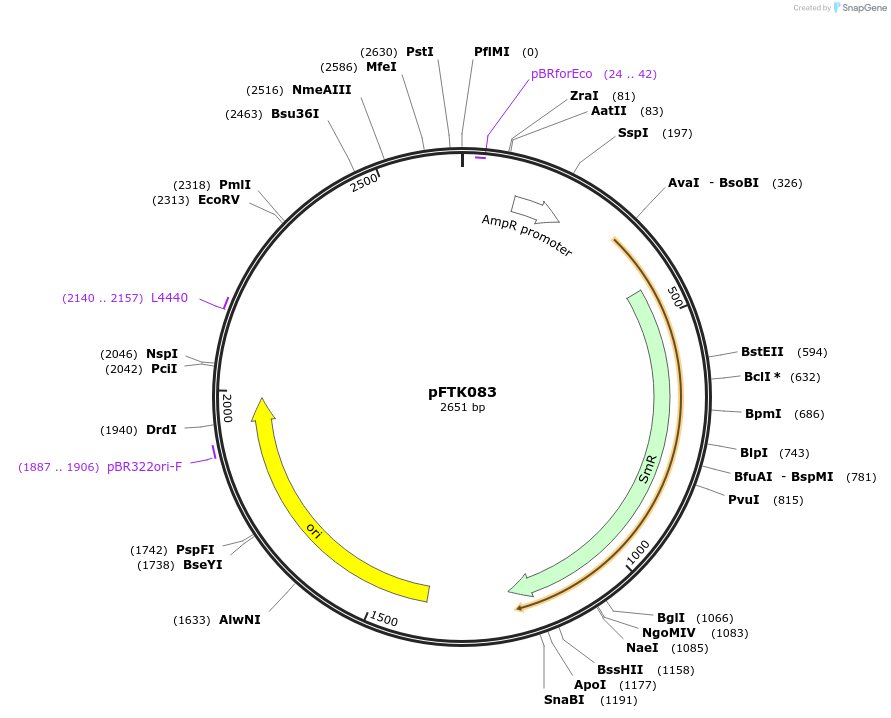 171355-plasmid-map-sequence-id-351673