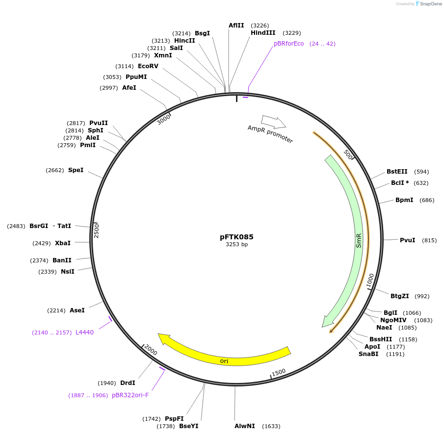 171357-plasmid-map-sequence-id-351675