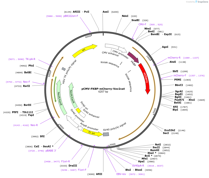 178865-plasmid-map-sequence-id-351689