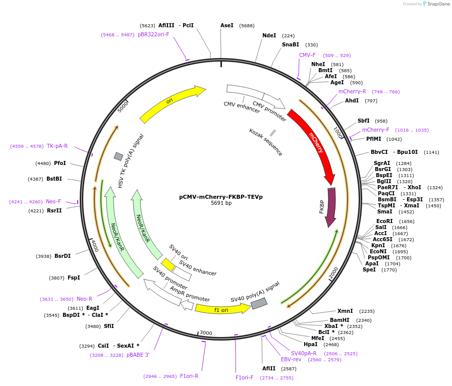 178867-plasmid-map-sequence-id-351690