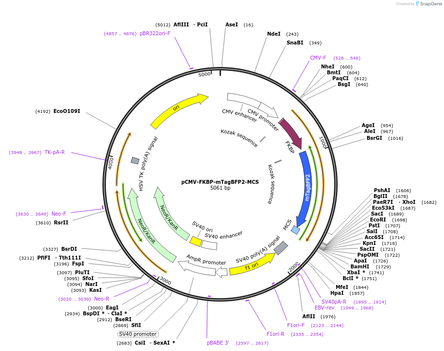 178864-plasmid-map-sequence-id-351692
