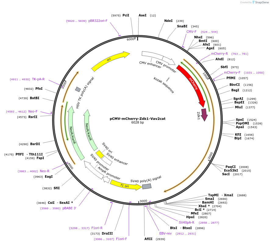 178875-plasmid-map-sequence-id-351694