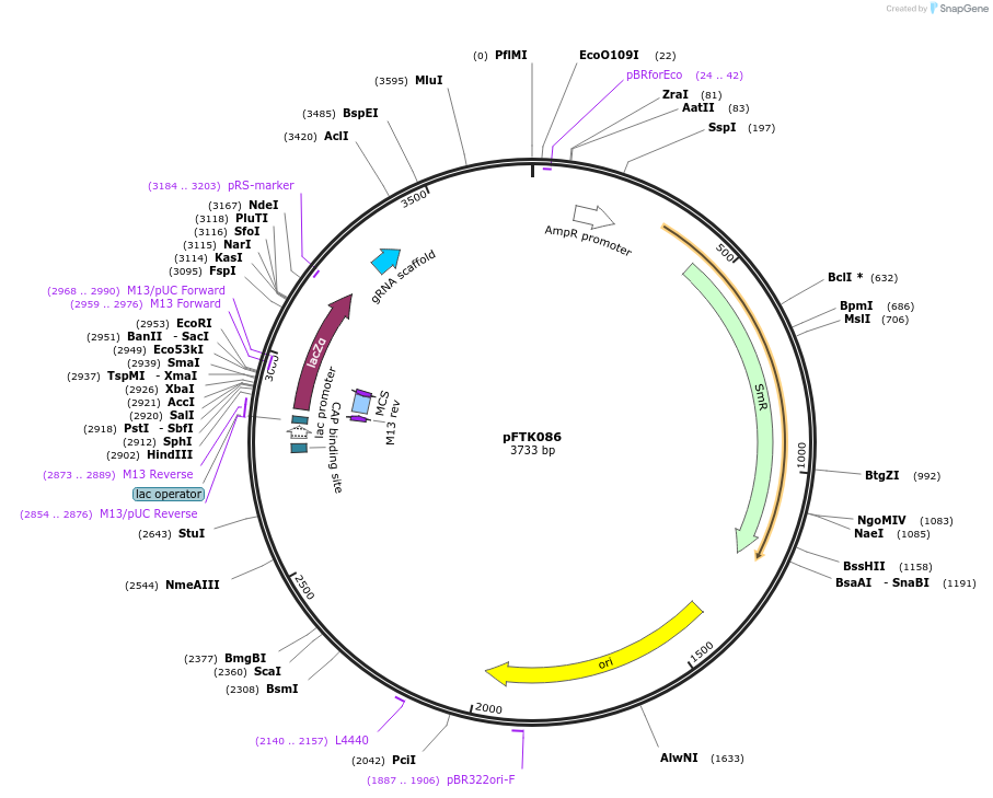 171358-plasmid-map-sequence-id-351696