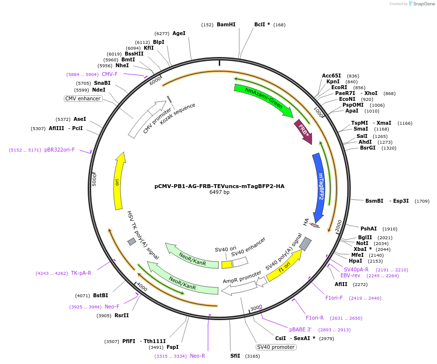 178869-plasmid-map-sequence-id-351705
