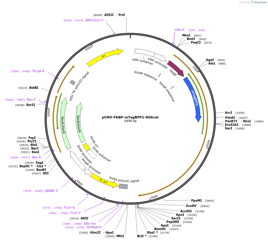 178866-plasmid-map-sequence-id-351707