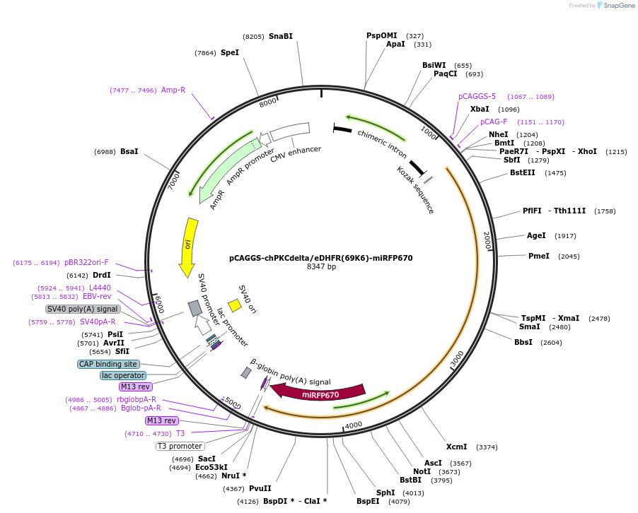 178858-plasmid-map-sequence-id-351711