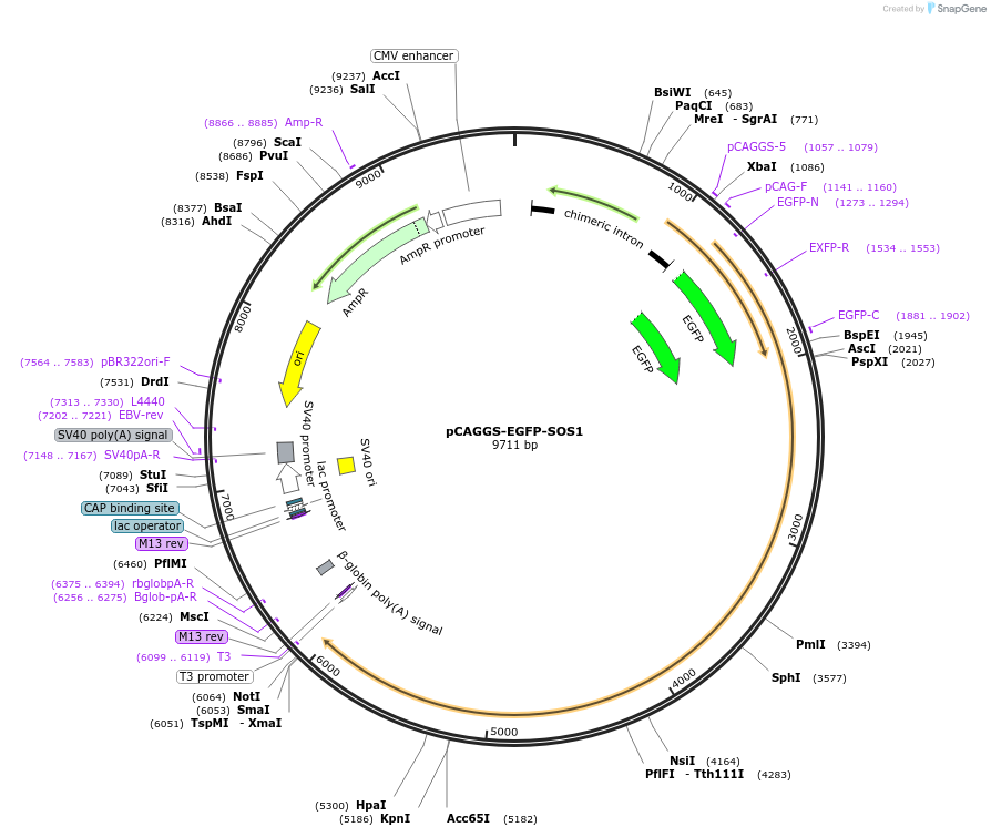 178860-plasmid-map-sequence-id-351713