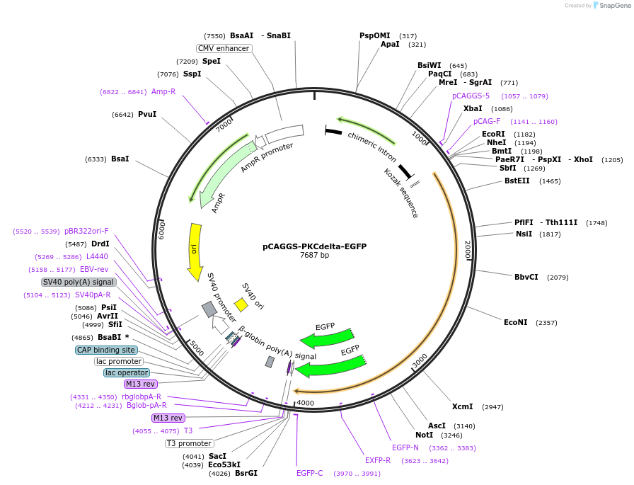 178856-plasmid-map-sequence-id-351714