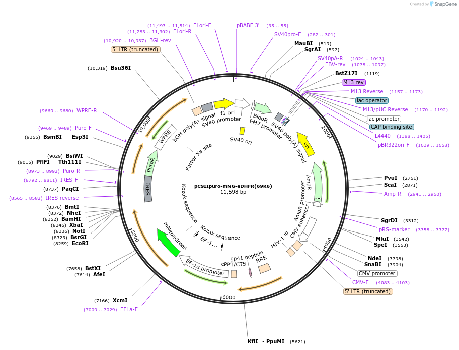 178853-plasmid-map-sequence-id-351717