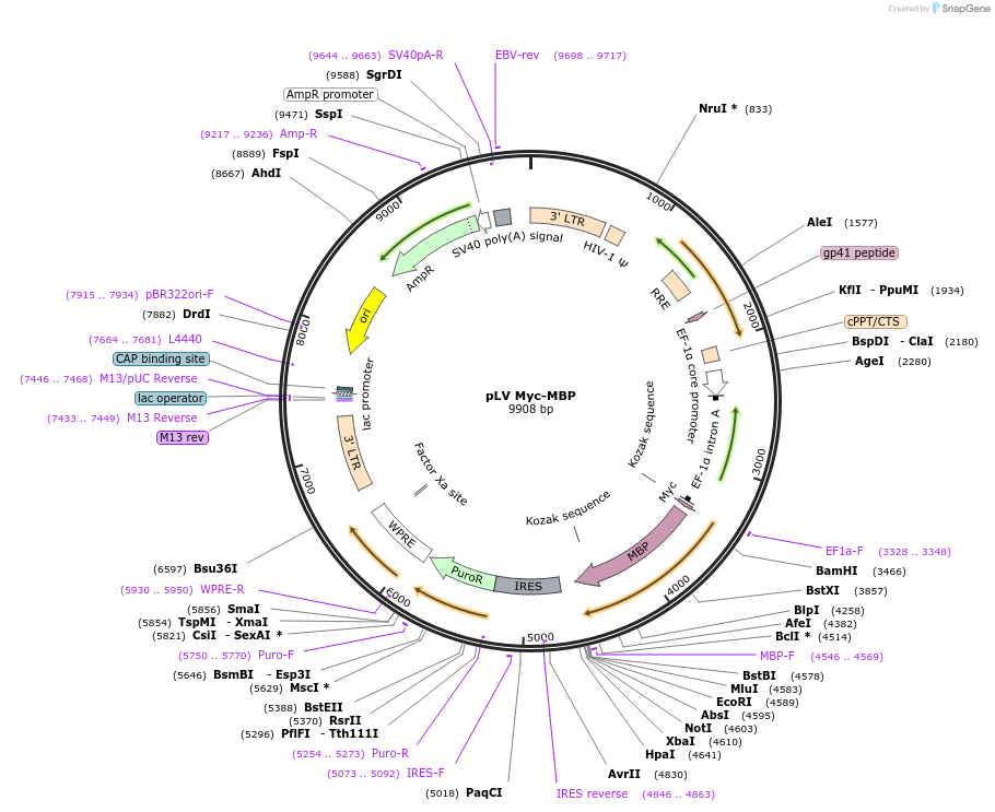 175103-plasmid-map-sequence-id-351719