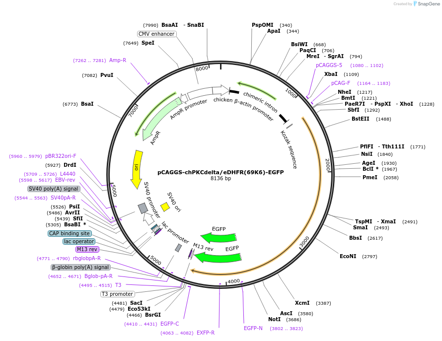 178857-plasmid-map-sequence-id-351721