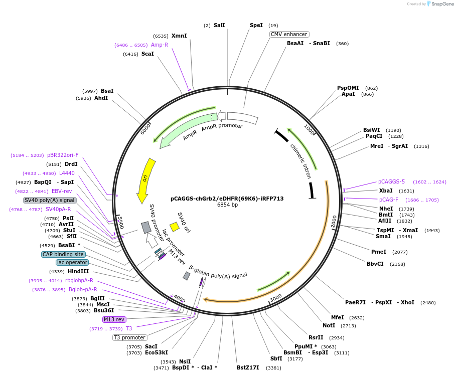 178854-plasmid-map-sequence-id-351724