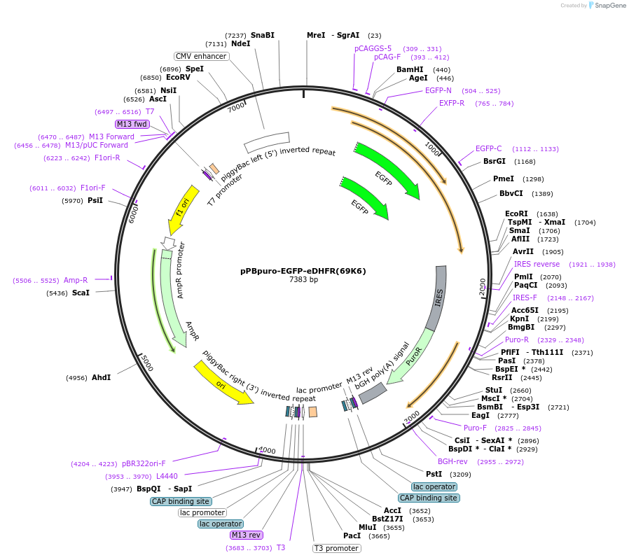 178850-plasmid-map-sequence-id-351725