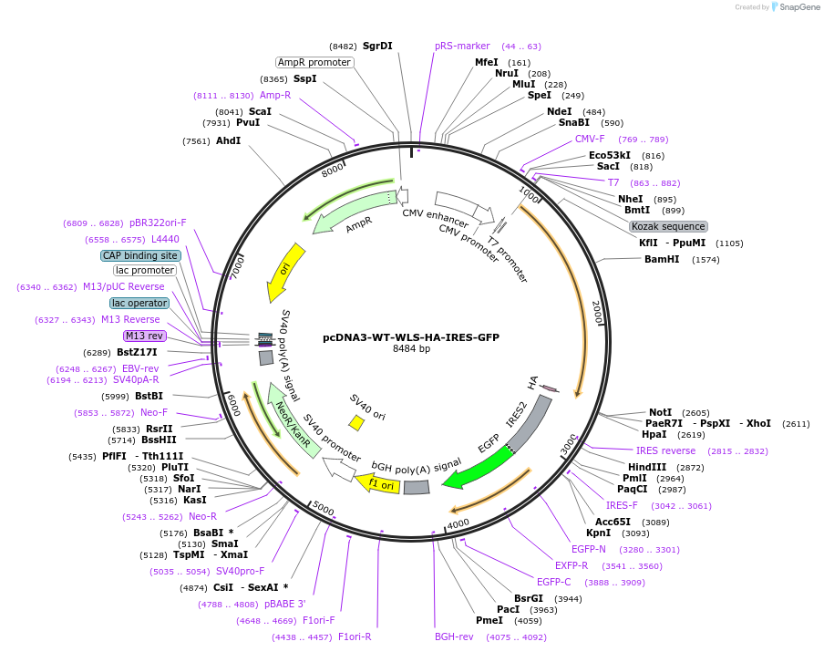 178061-plasmid-map-sequence-id-351729