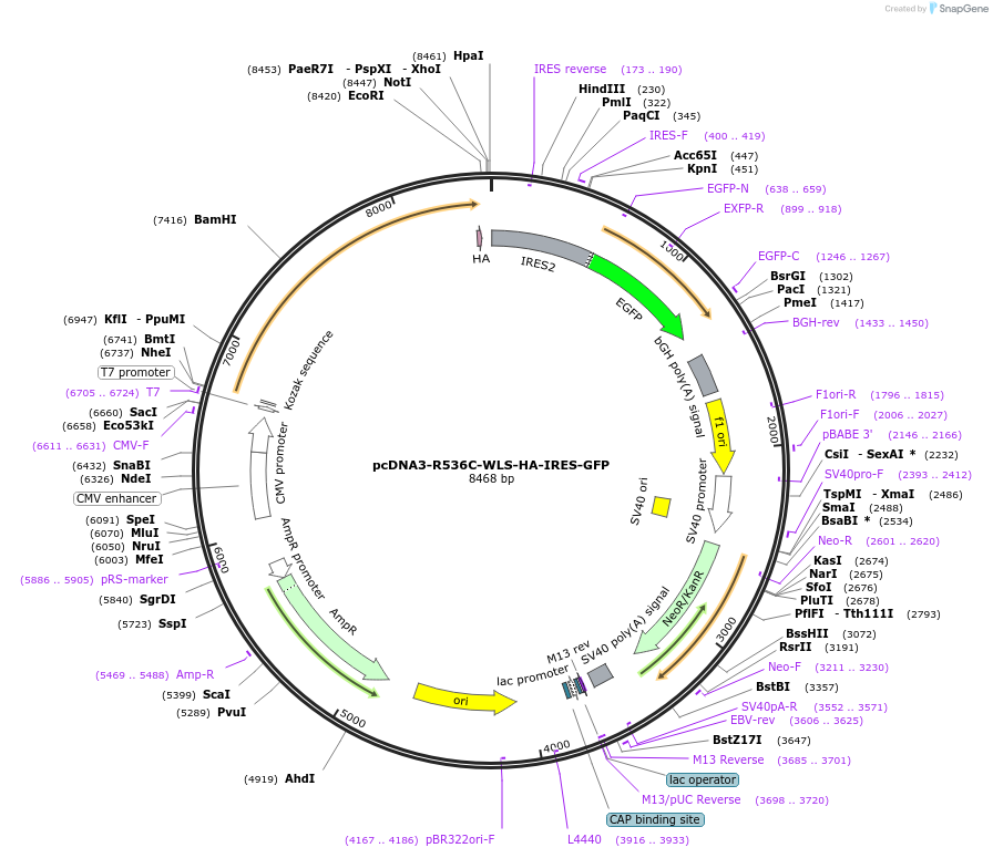 178065-plasmid-map-sequence-id-351731