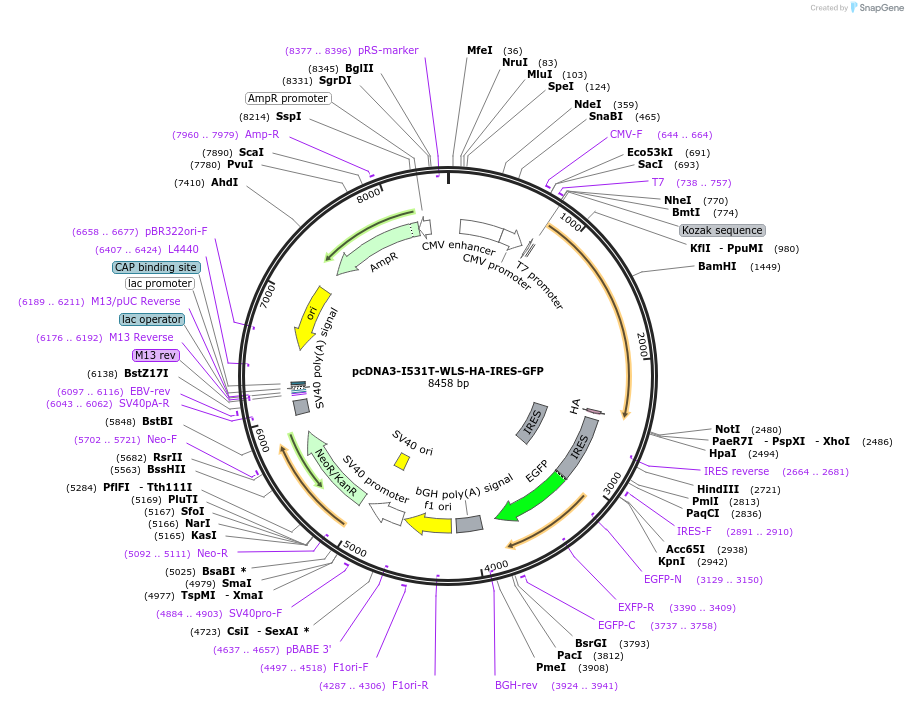 178064-plasmid-map-sequence-id-351732