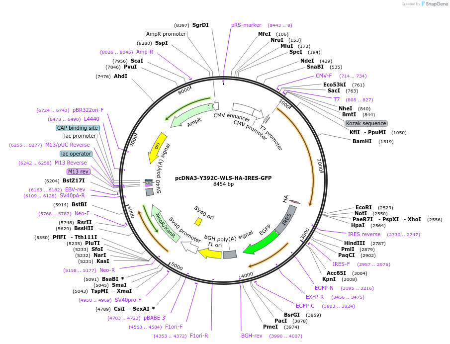 178062-plasmid-map-sequence-id-351734