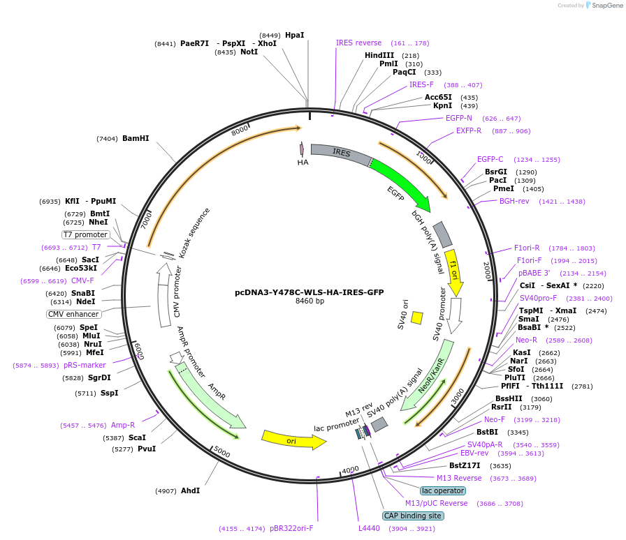 178063-plasmid-map-sequence-id-351736