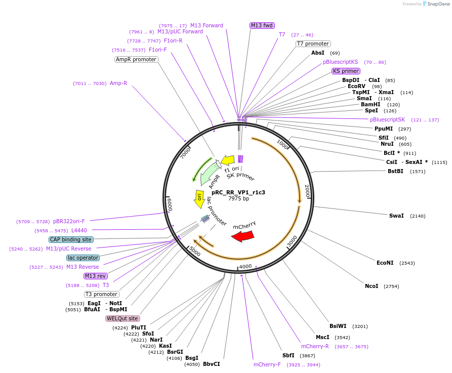65724-plasmid-map-sequence-id-351742