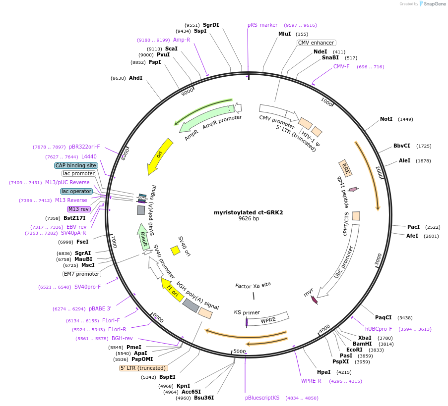 178734-plasmid-map-sequence-id-351747