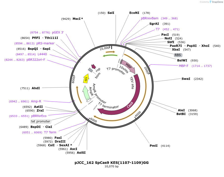 179526-plasmid-map-sequence-id-351748