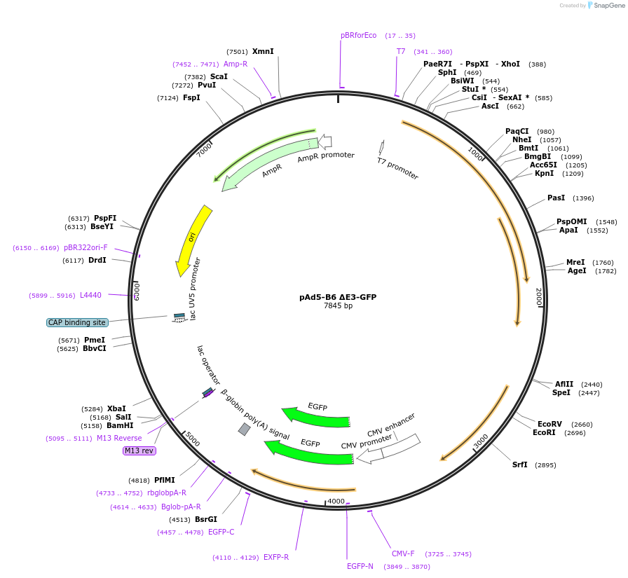 179201-plasmid-map-sequence-id-351749