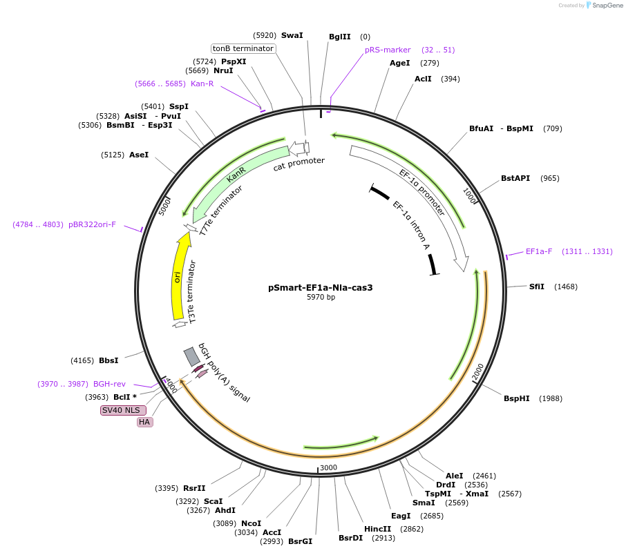 178881-plasmid-map-sequence-id-351754