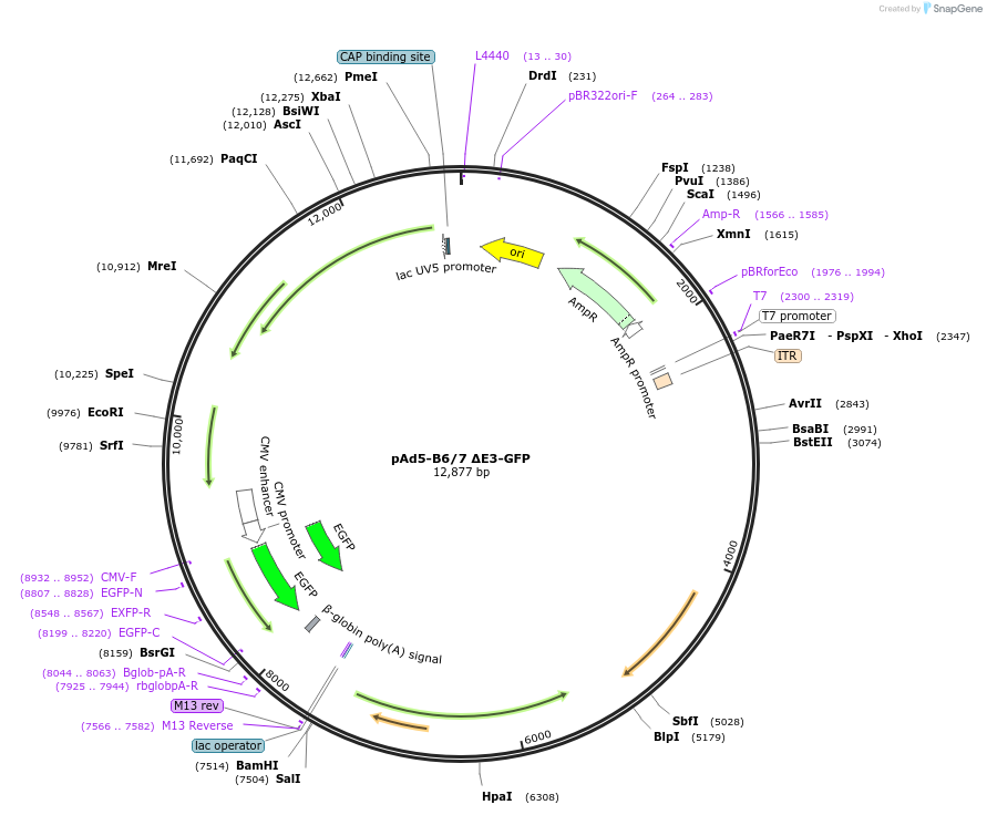 179202-plasmid-map-sequence-id-351756
