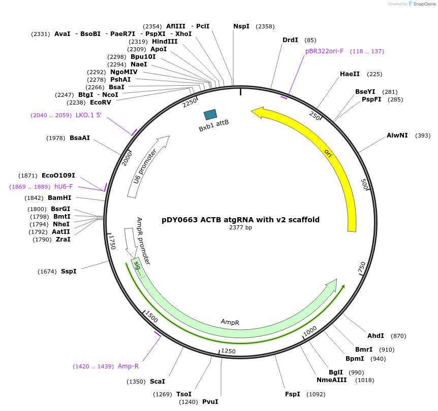 179108-plasmid-map-sequence-id-351758