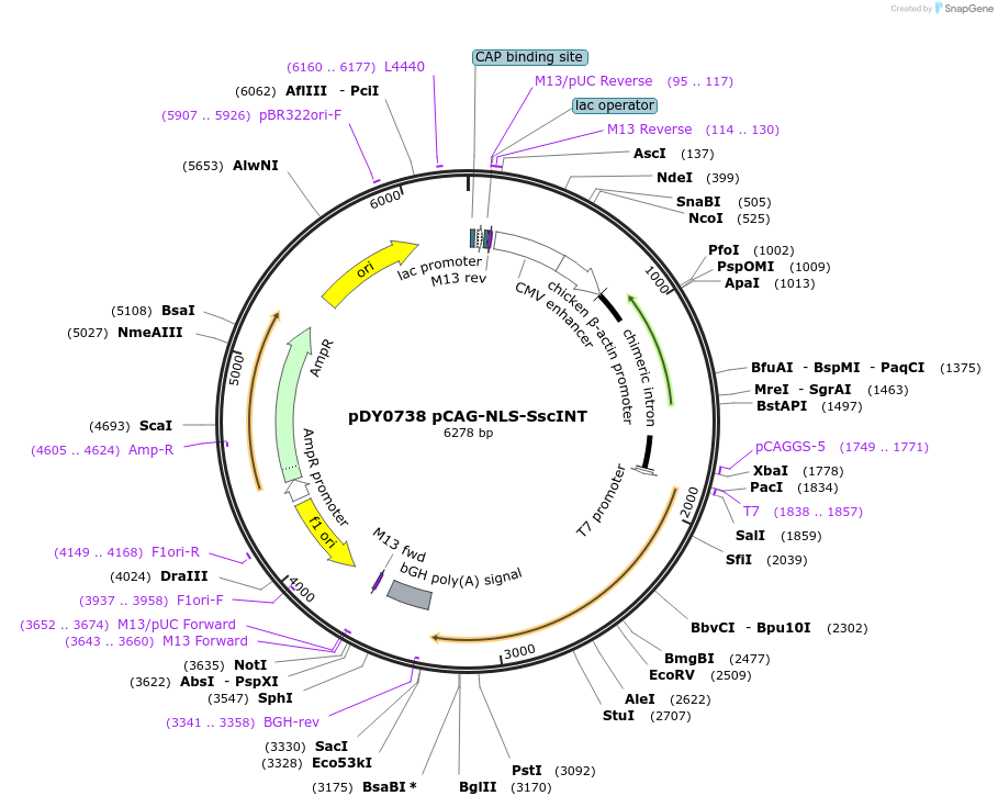 179113-plasmid-map-sequence-id-351765