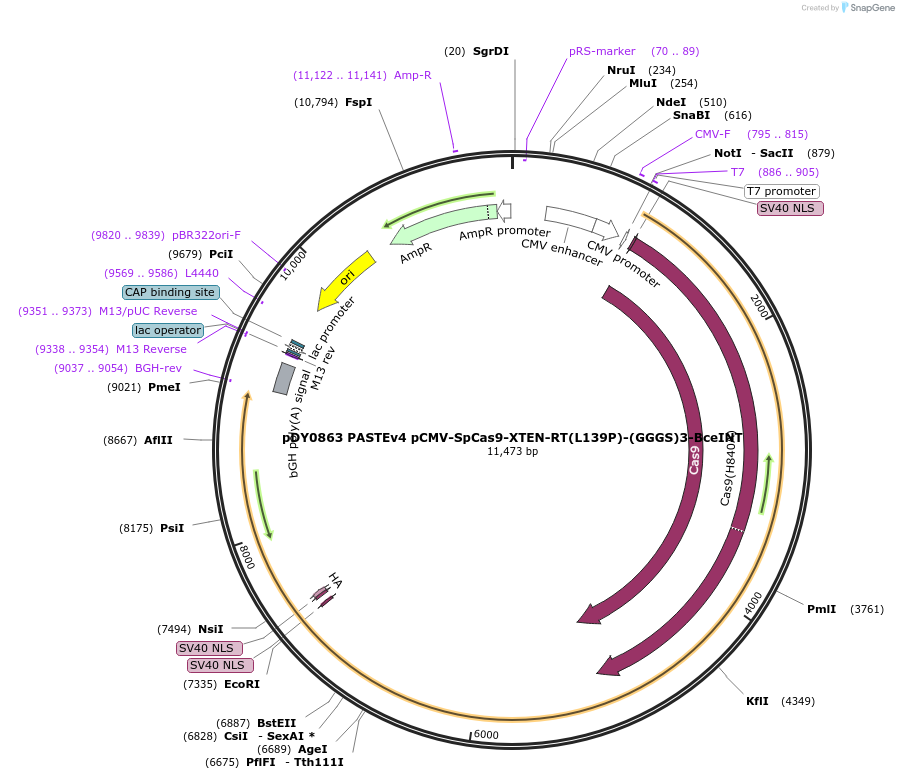 179106-plasmid-map-sequence-id-351768
