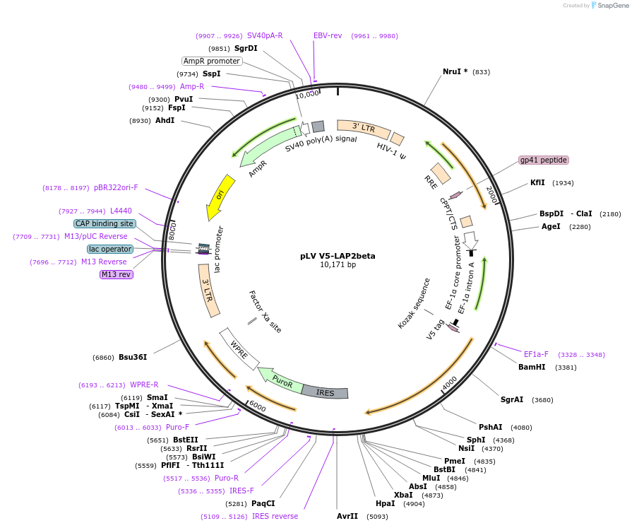 175112-plasmid-map-sequence-id-351769