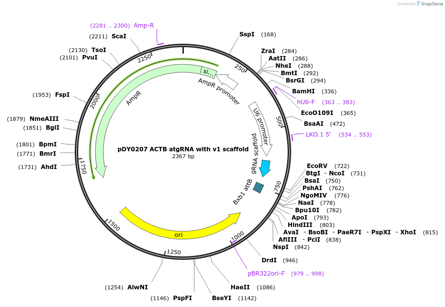 179107-plasmid-map-sequence-id-351770